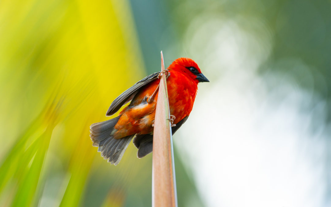 Merveilles de Maurice : À la Découverte du Cardinal Unique