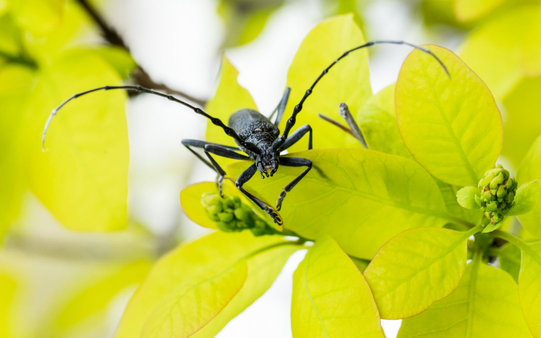 Le Capricorne du Chêne – Cerambyx cerdo
