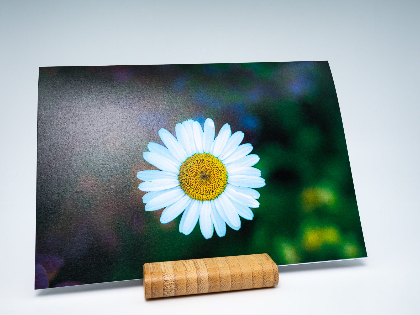 Carte de Voeux Marguerite