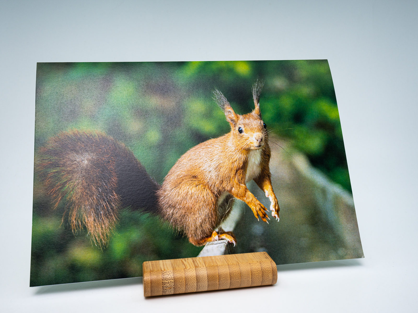 Carte de voeux Rouquette