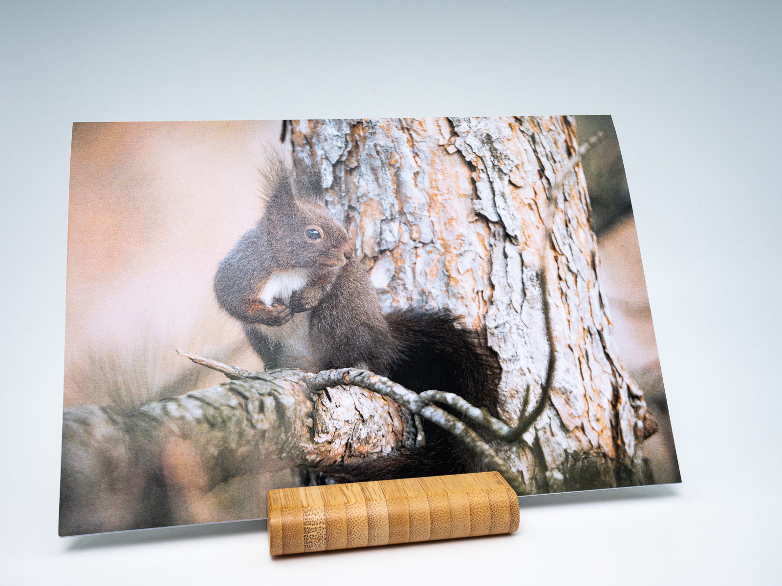 Carte de Voeux Grisouille