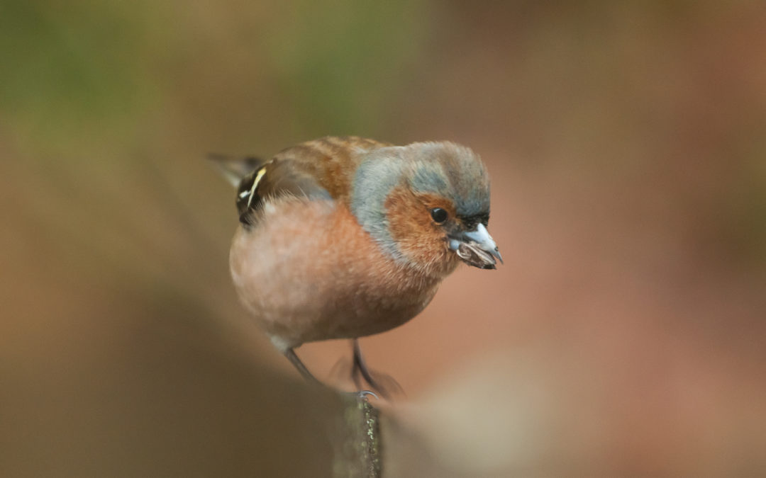 Animaux – Le Pinson des Arbres