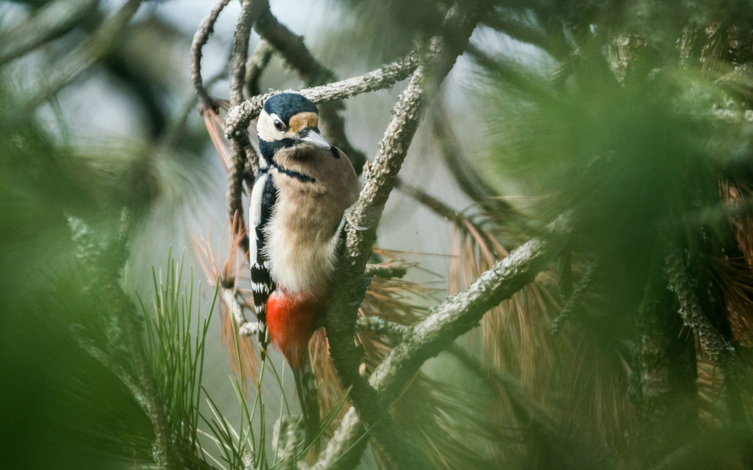 Animaux – Le Pic Epeiche