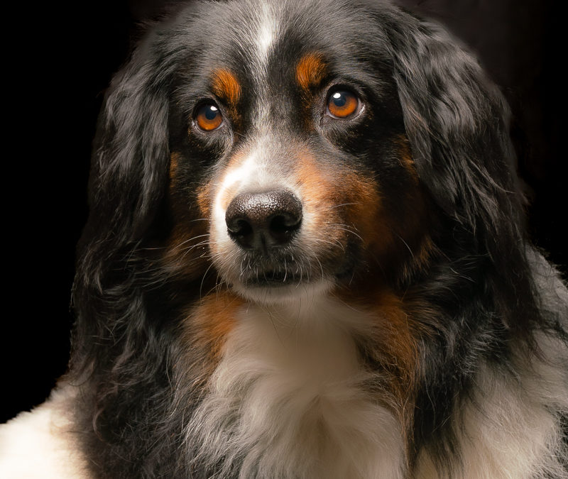 Shooting animalier chez LoomiStudio