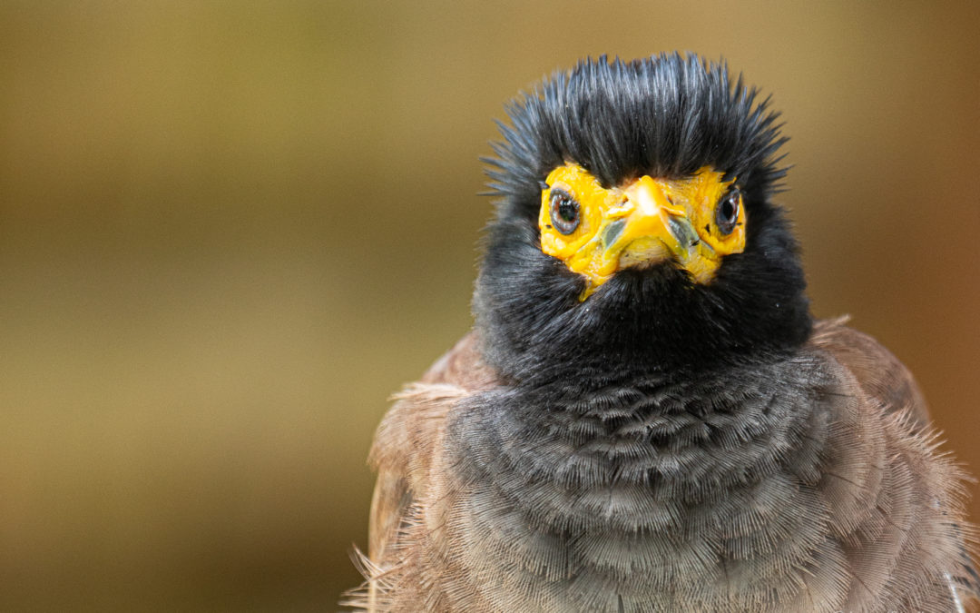 La Mélancolie du Martin Triste: Un Oiseau d&rsquo;une Beauté Singulière