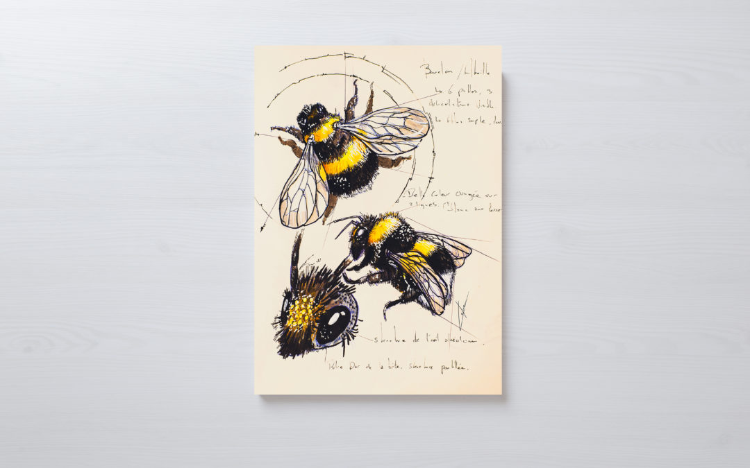 Les Planches Naturalistes de LoomiStudio