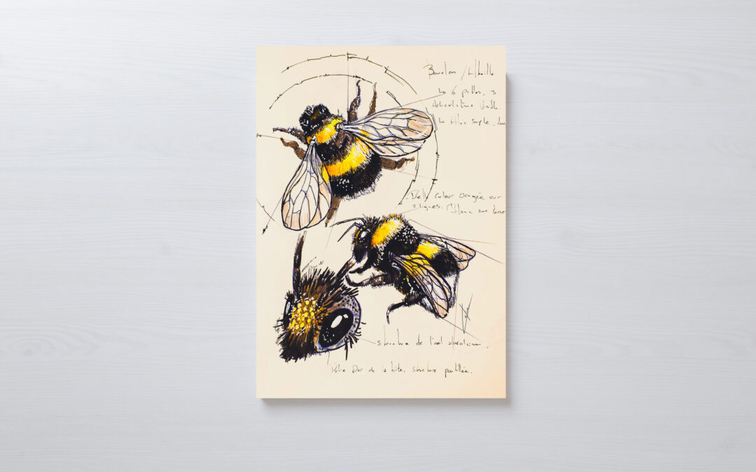 Les Planches Naturalistes de LoomiStudio