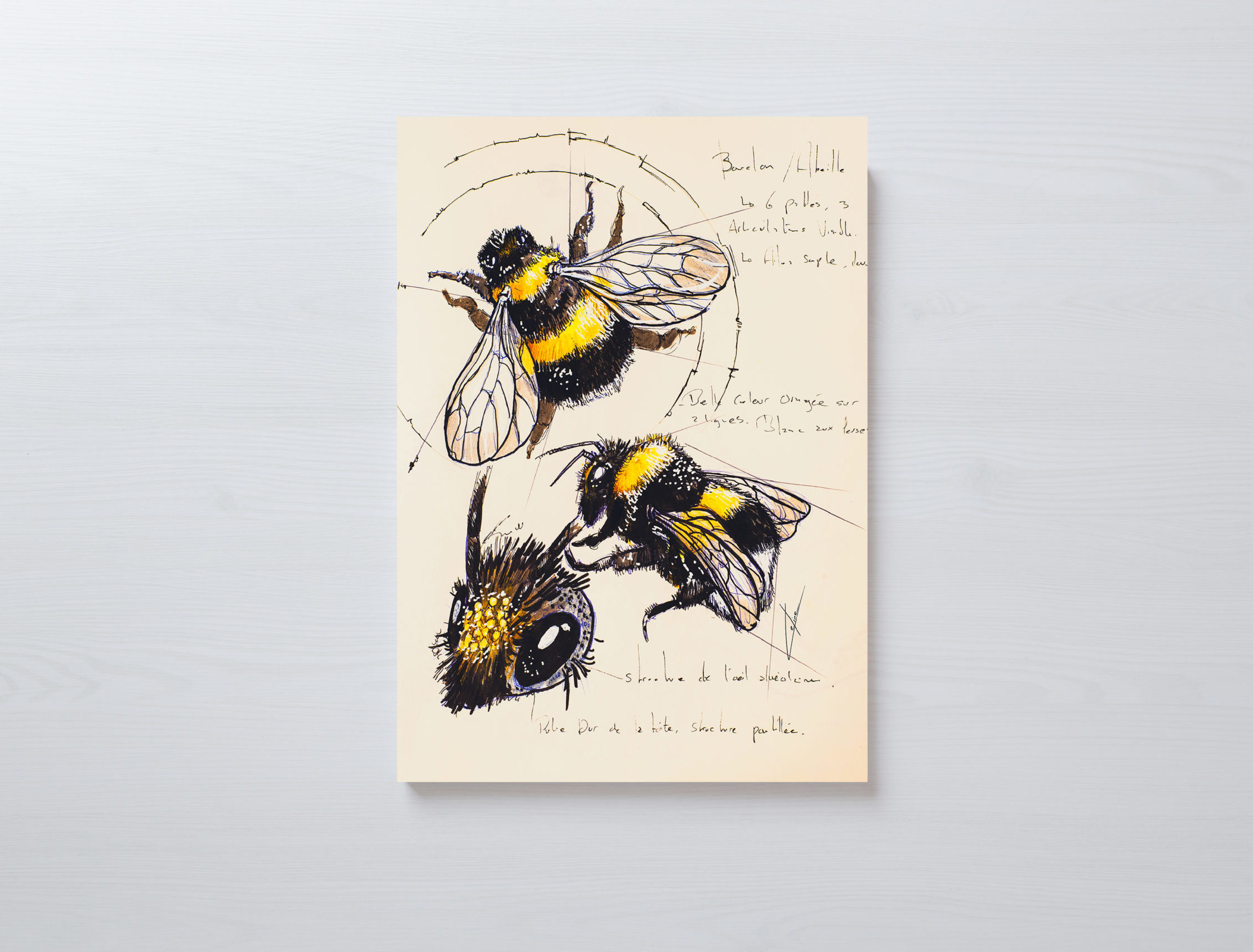 Planche du Naturaliste - Abeilles - Format A3