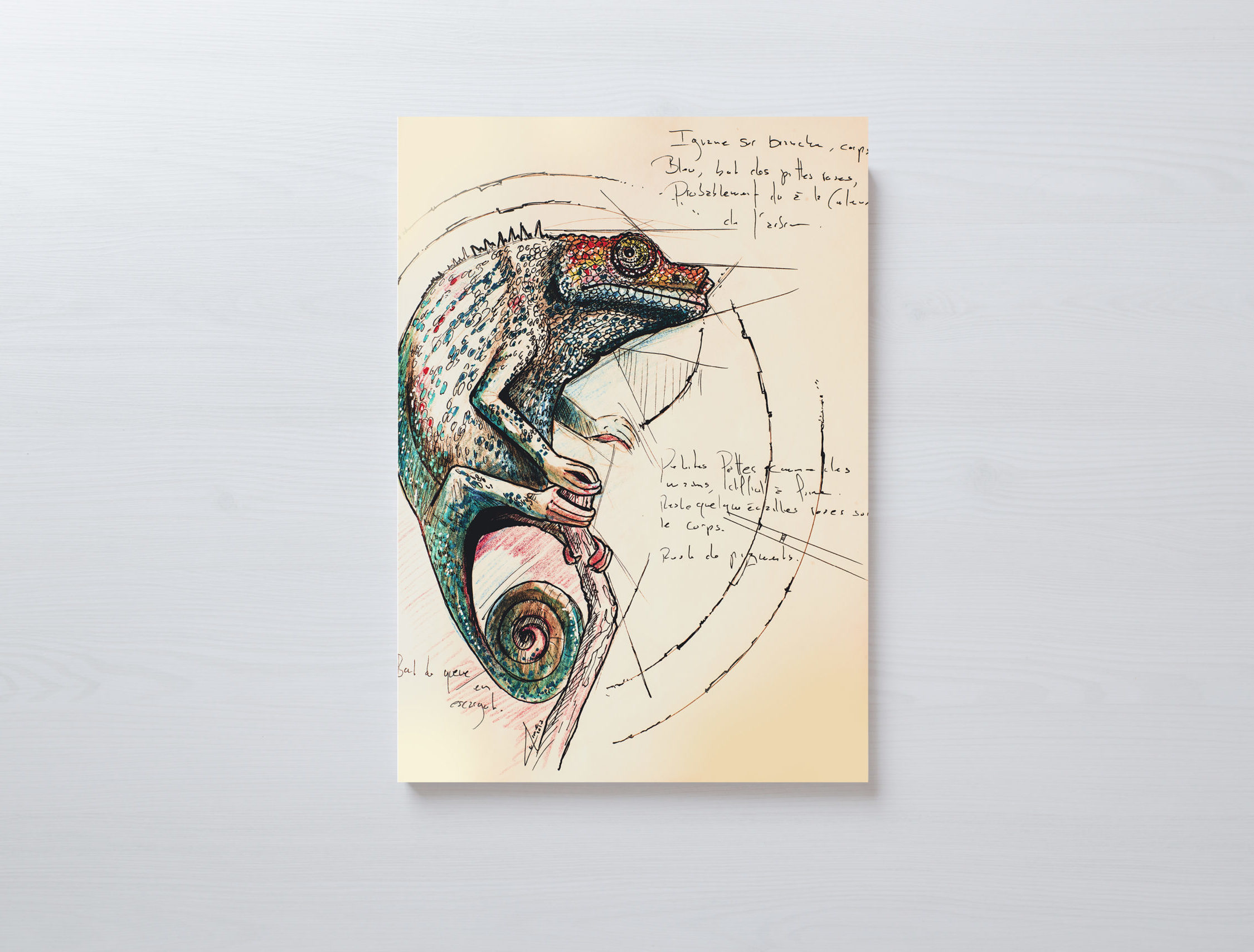 Planche Naturaliste - Caméléon - Format A3