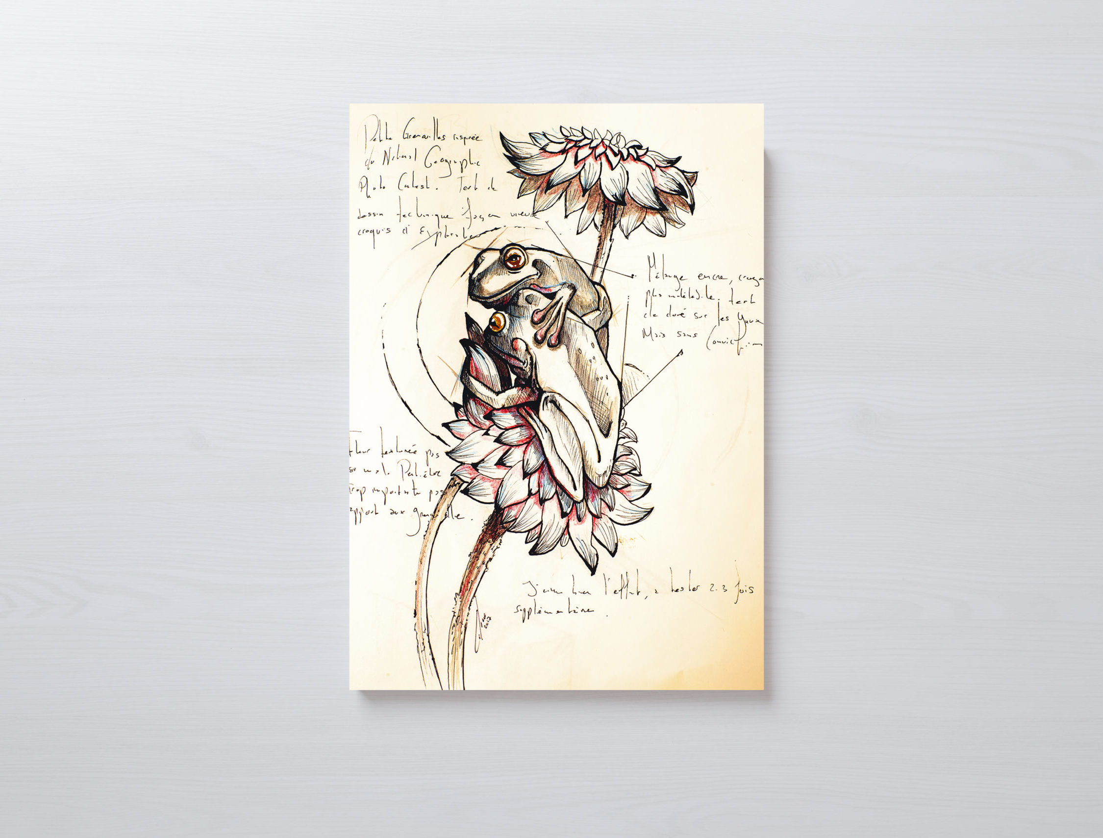 Planche du Naturaliste - Grenouilles - Format A3