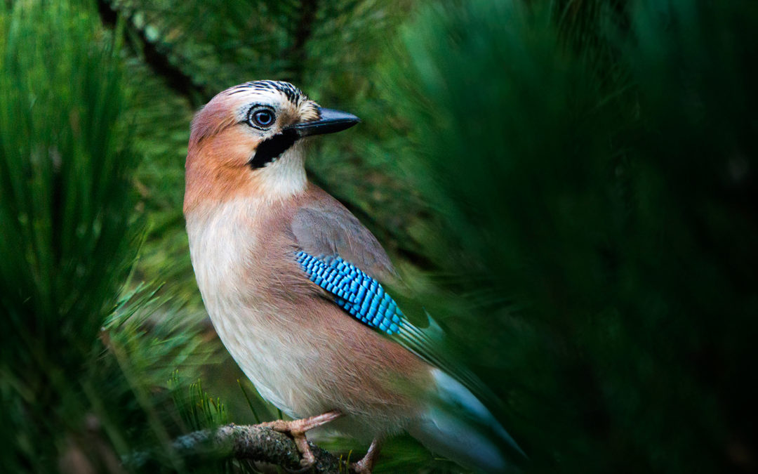 Animaux – Le Geai des Chênes