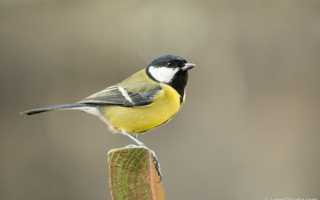 Animaux – La Mésange Charbonnière