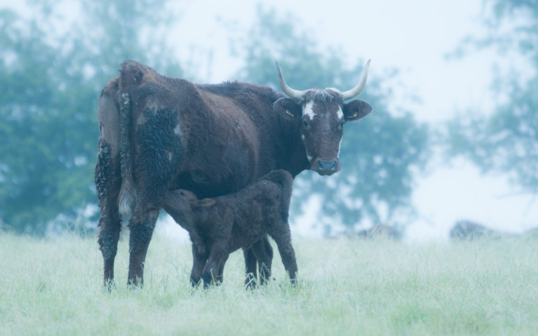 Idée de ballade – La Benvenguda et sa région…