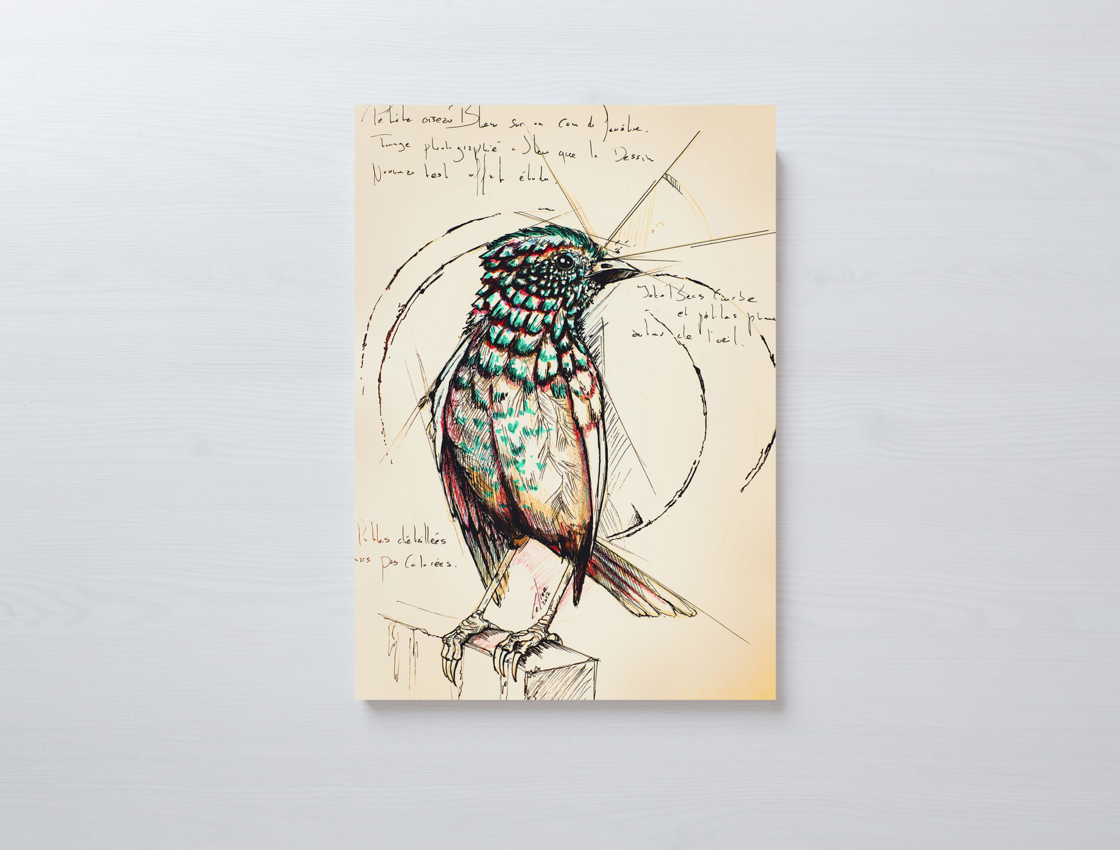 Planche du Naturaliste - Oiseau - Format A3