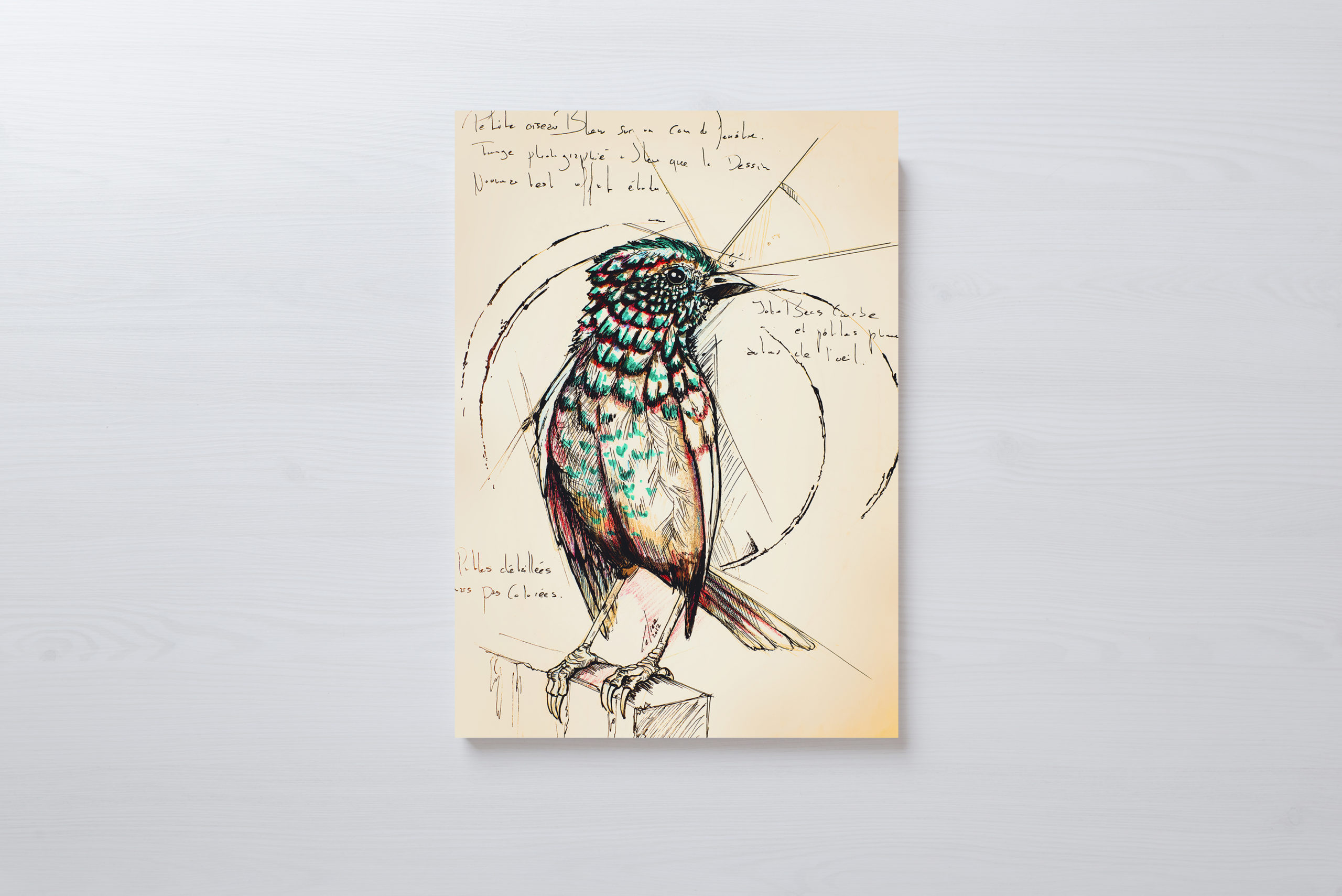 Planche du Naturaliste - Oiseau - Format A4