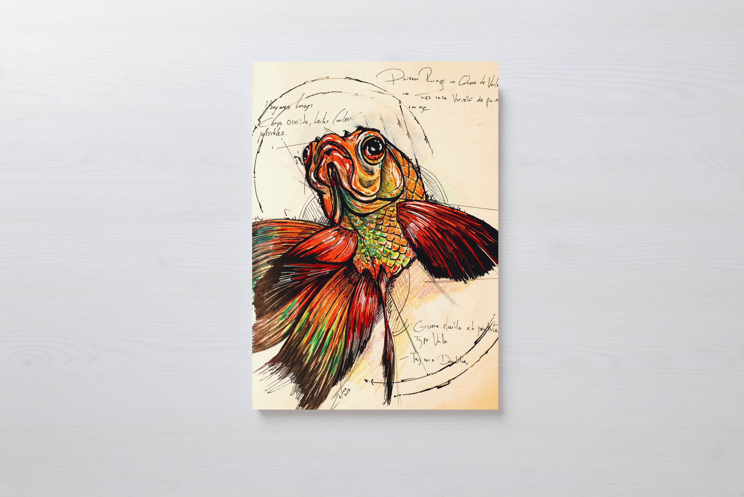 Planche du Naturaliste - Poisson - Format A3