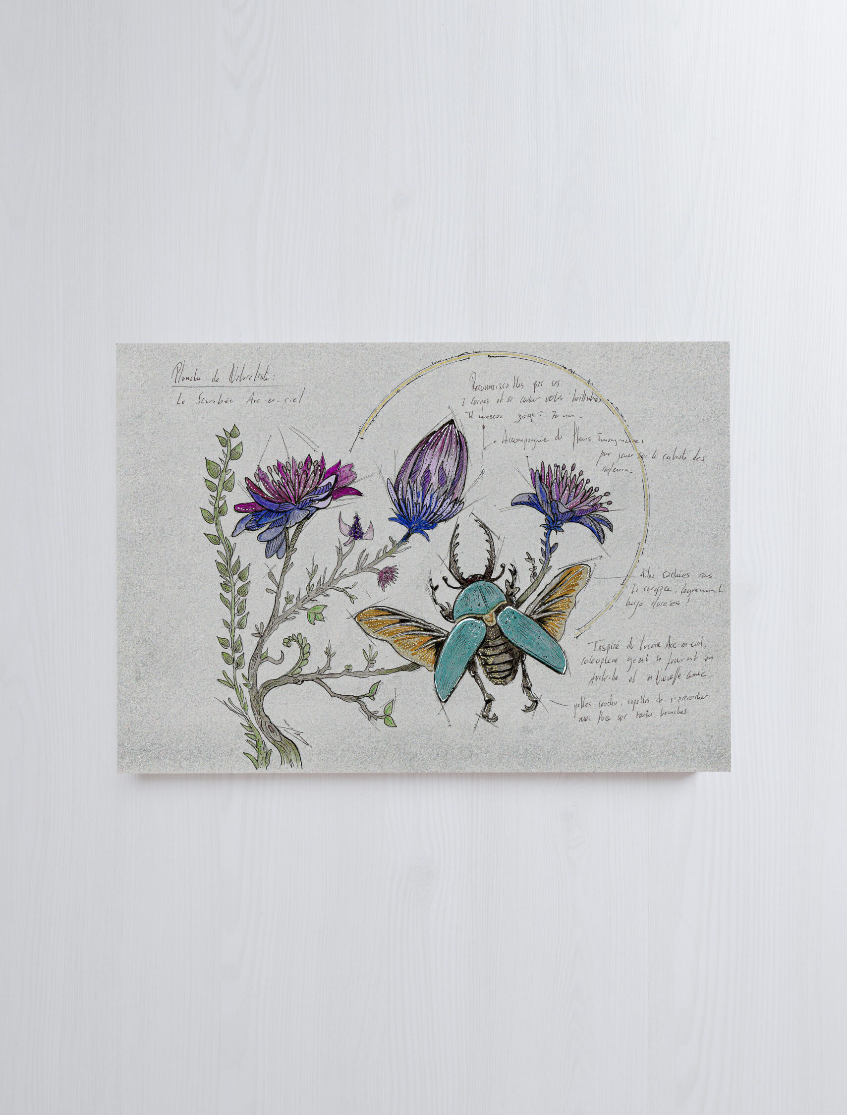 Planche du Naturaliste - Scarabée Arc-en-Ciel  Format A4