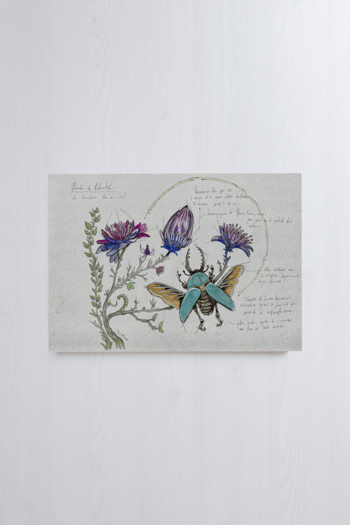 planche naturaliste scarabée arc-en-ciel illustration A4 LoomiStudio